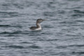 Plongeon  bec blanc (Gavia adamsii)