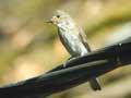 Gobemouche gris - Spotted Flycatcher (Muscicapa striata) : Fertd - 21/07/2002