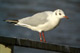 Mouettes baguées
