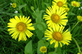 Doronic  feuilles de plantain 