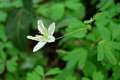 Isopyre faux pigamon (Isopyrum thalictroides)