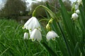Nivole d't (Leucojum aestivum)