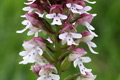 Orchis brûlée