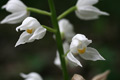 Céphalanthère à longues feuilles