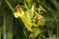 Orchis grenouille
