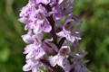 Orchis de Fuchs