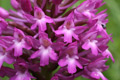 Orchis pyramidal
